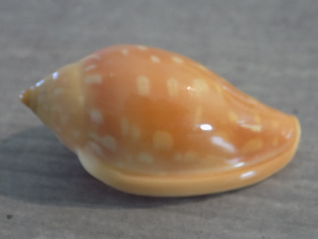 MARGINELLIDAE MARGINELLA SEBASTIANI