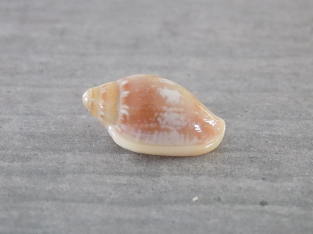 MARGINELLIDAE MARGINELLA AURANTIA