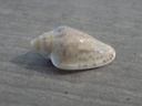 MARGINELLIDAE MARGINELLA ROSEA