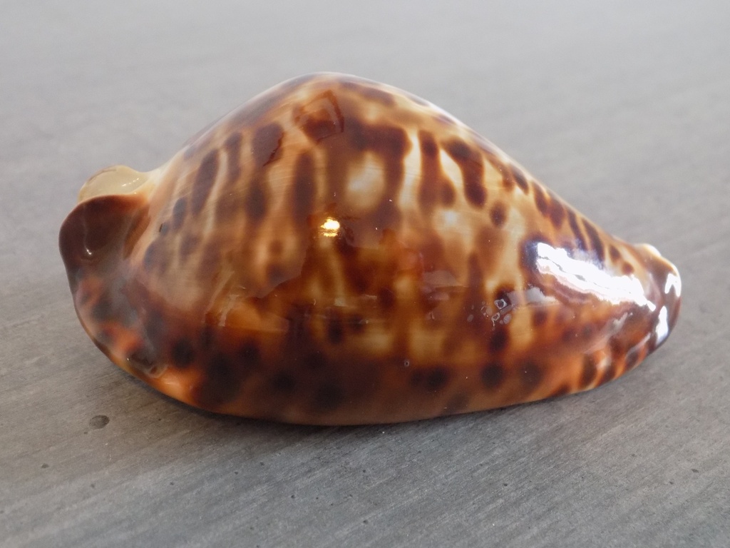 CYPRAEA ZOILA FRIENDII FRIENDII