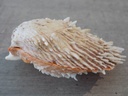 SPONDYLIDAE SPONDYLUS LAMARCKII