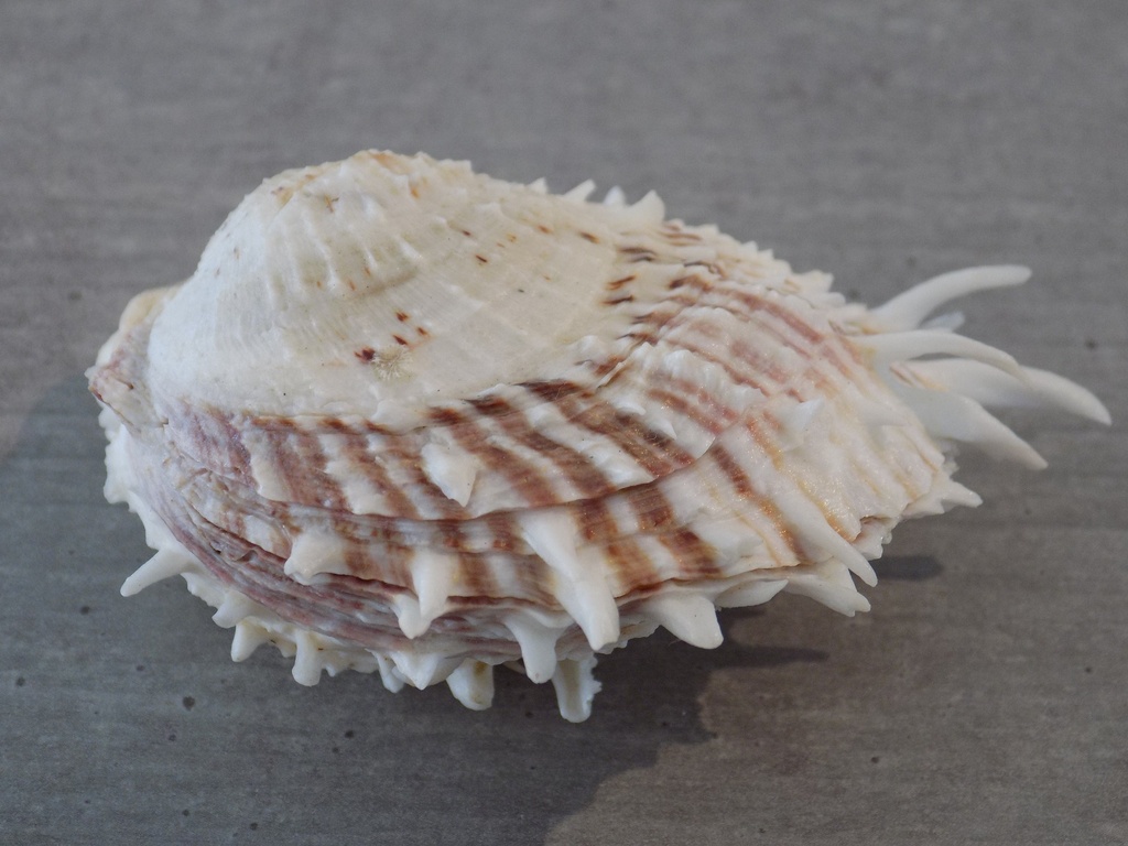 SPONDYLIDAE SPONDYLUS LAMARCKII