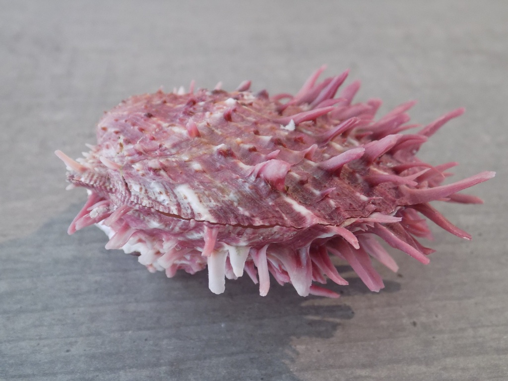 SPONDYLIDAE SPONDYLUS VIRGINEUS mauve