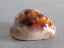 CYPRAEA ZOILA VENUSTAS SORRENETENSIS