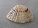 PATELLIDAE PATELLA TABULARIS XL