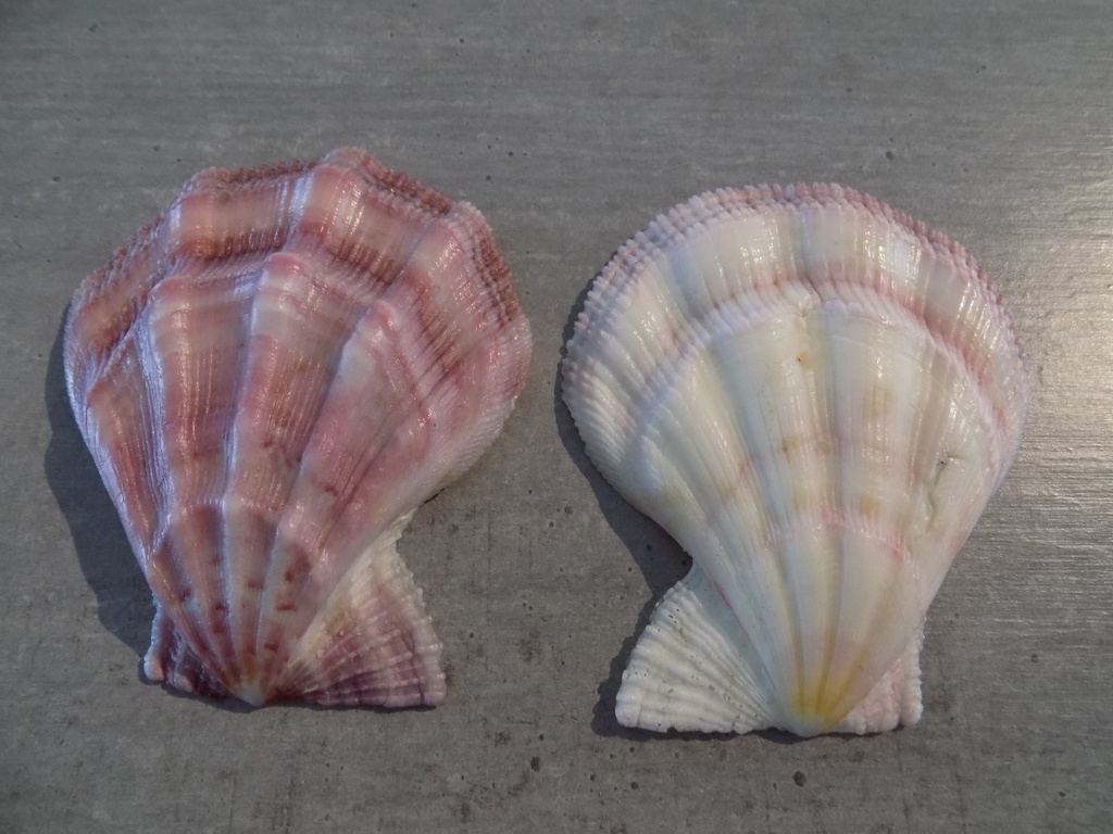 PECTINIDAE PECTEN SWIFTII