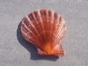 PECTINIDAE LAVICHLAMYS SQUAMOSA