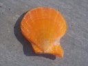 PECTINIDAE LAVICHLAMYS SQUAMOSA