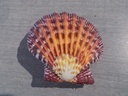 PECTINIDAE CRYPTOPECTEN PALLIUM XL