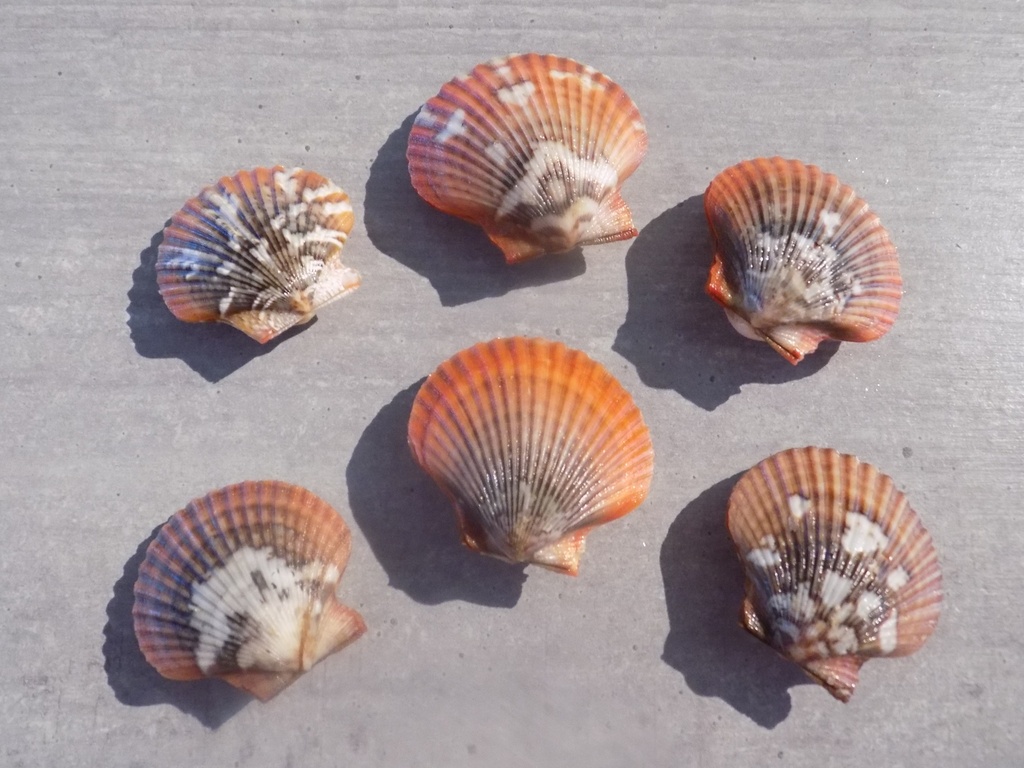 PECTINIDAE AEQUIPECTEN FLABELLUM     