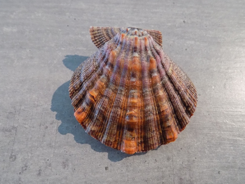 PECTINIDAE NODIPECTEN SUBNODOSUS