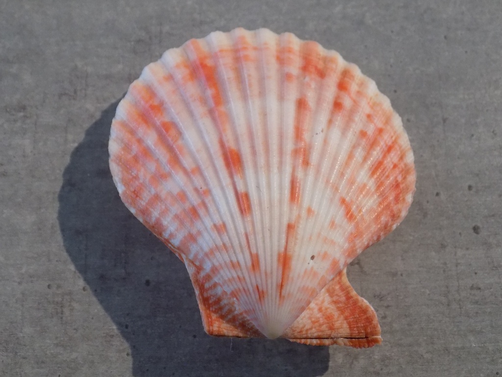 PECTINIDAE MIMACHLAMPS SANGUINEA