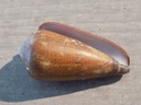 CONIDAE DARIOCONUS VEZOI