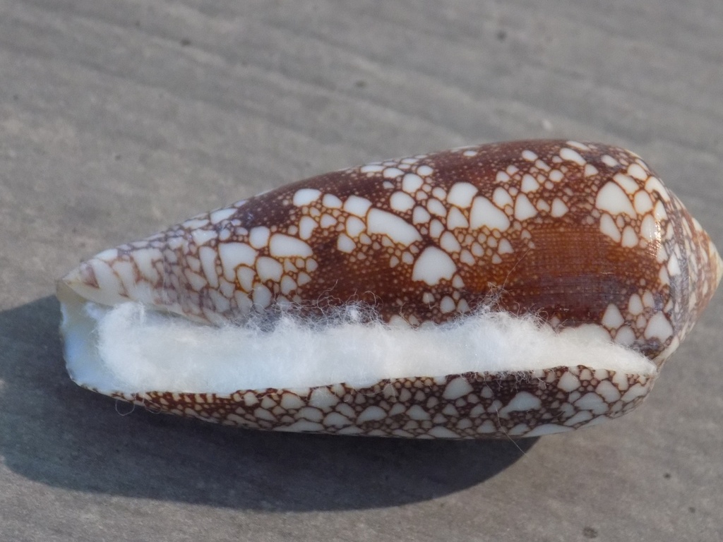 CONIDAE DARIOCONUS OMARIA