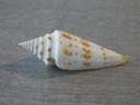 CONIDAE CONASPRELLA ICHINOSEANA