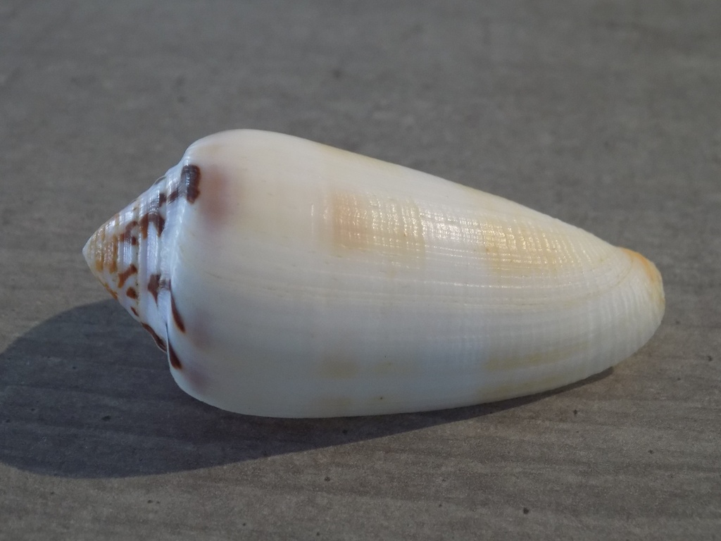 CONIDAE PIONOCONUS CIRCUMCISUS f.Brazieri