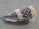 CONIDAE CONUS VIDUA VIDUA