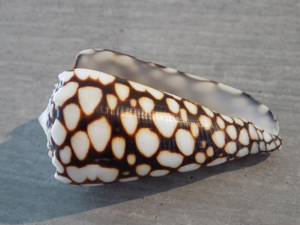 CONIDAE CONUS MARMOREUS