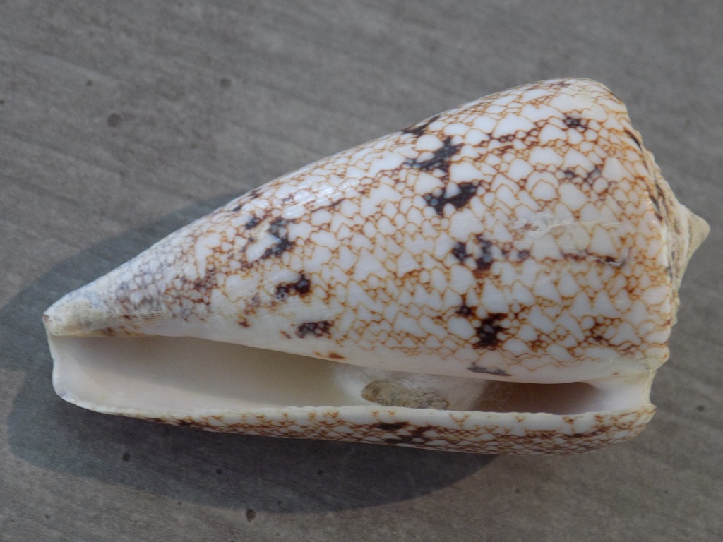 CONIDAE CONUS ARANEOSUS