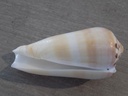 CONIDAE PIONOCONUS CIRCUMCISUS XL