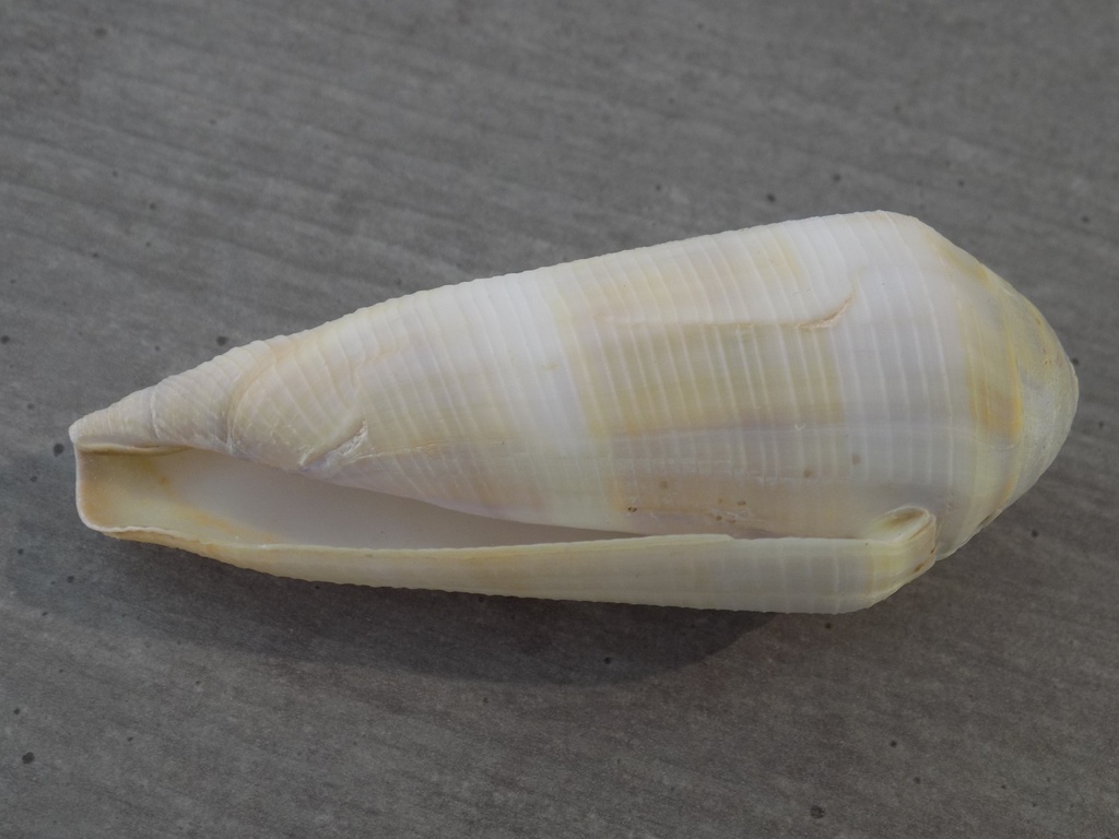 CONIDAE VIRGICONUS TEREBRA XXL