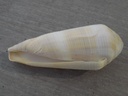 CONIDAE VIRGICONUS TEREBRA XL