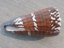 CONIDAE STRATEGOCONUS GENERALIS XL