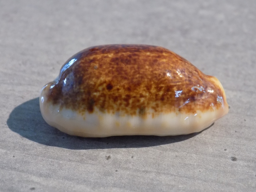 CYPRAEA ERRON.CAURICA Nigerisante