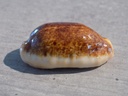 CYPRAEA ERRON.CAURICA Nigerisante