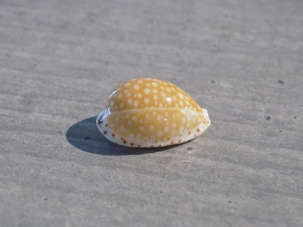 CYPRAEA CRIBRARULA C.GASKOINI