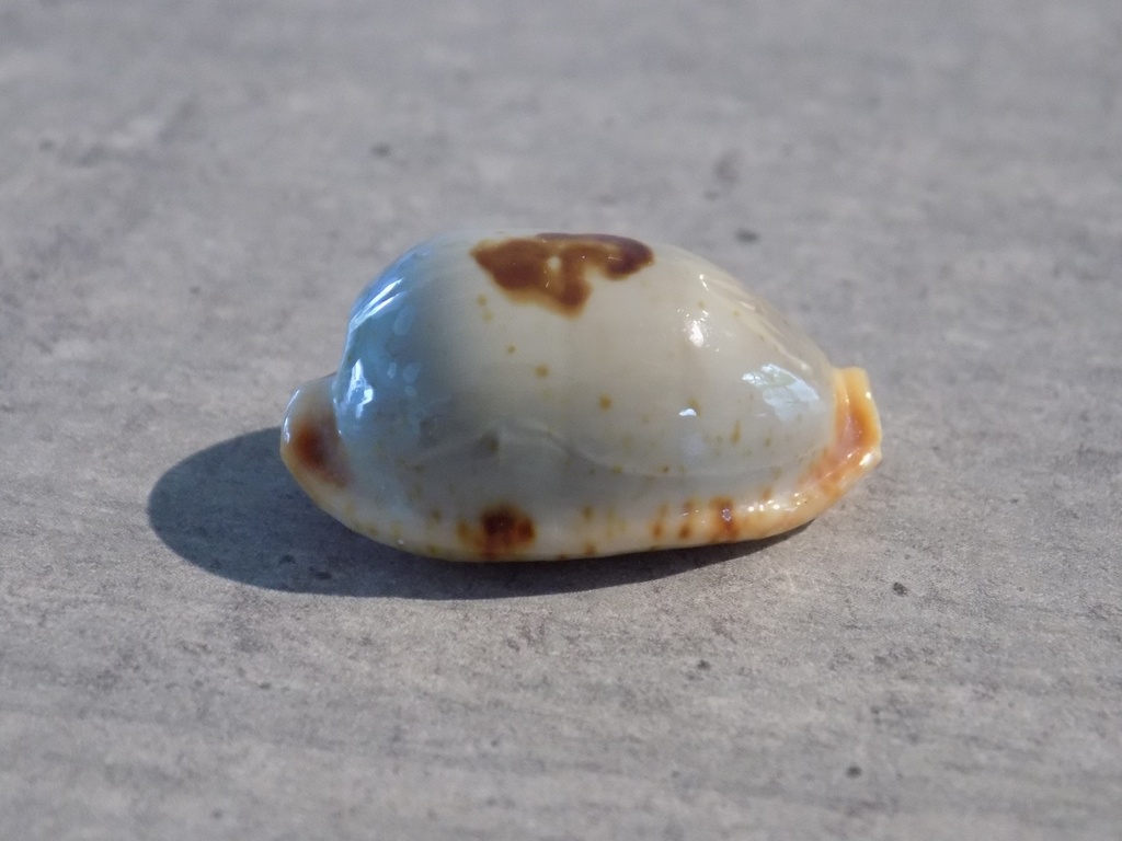 CYPRAEA BISTOLIDA ST.SALARYENSIS XL