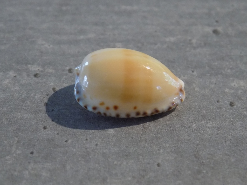 CYPRAEA NOTOCYP. ANGUSTATA MAYI 