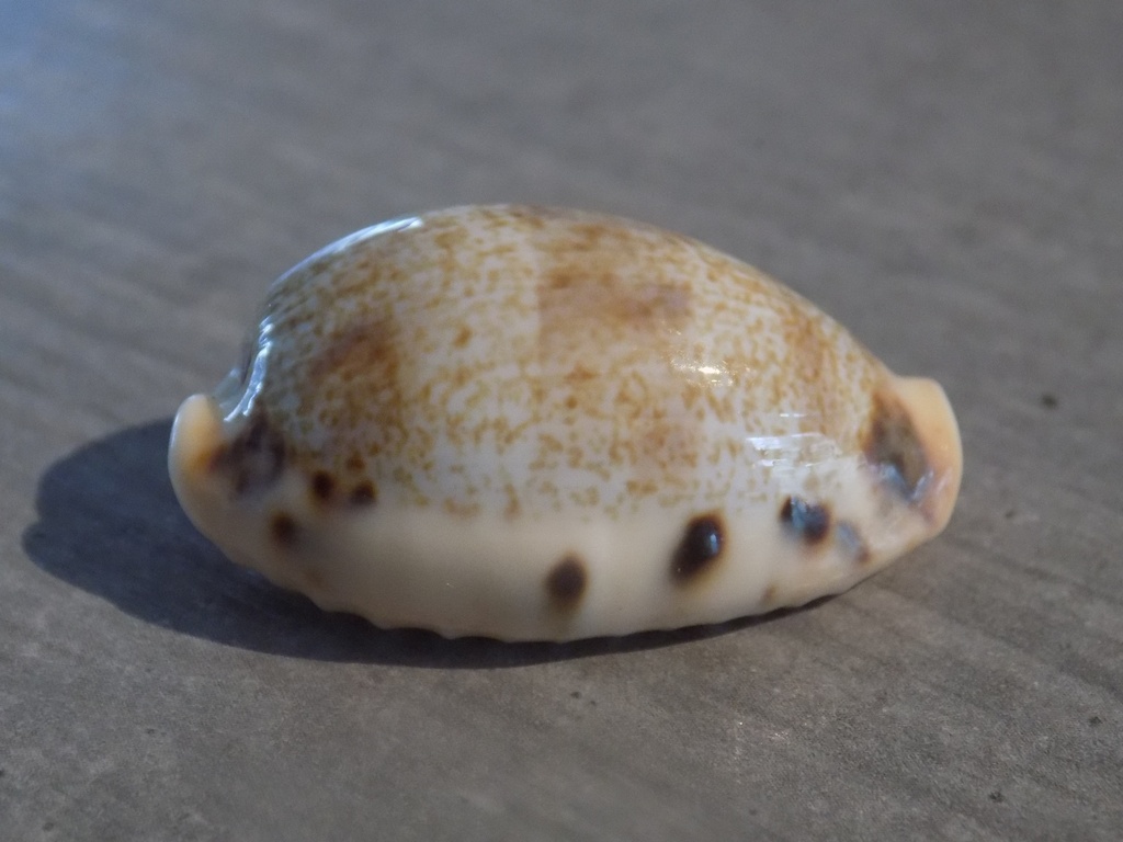 CYPRAEA ERRONEA CAURICA QUINQUEFASCIATA