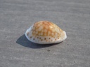 CYPRAEA C.CRIBRARIA COMMA