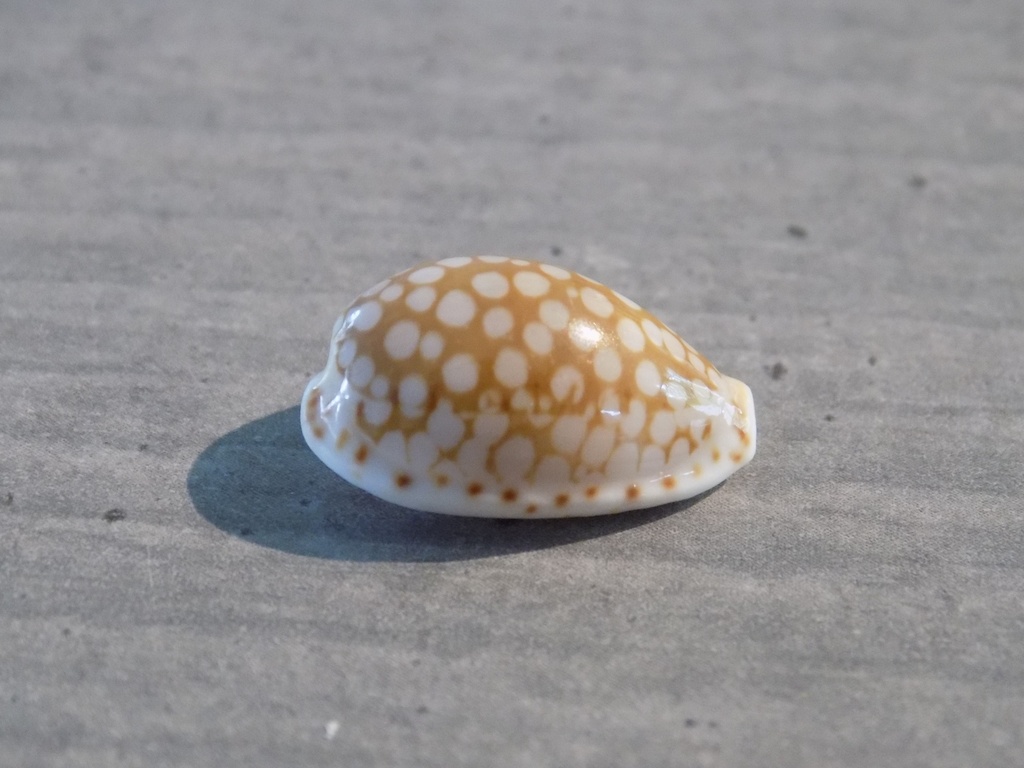 CYPRAEA C.CRIBRARIA ESONTROPIA CRIBELLUM