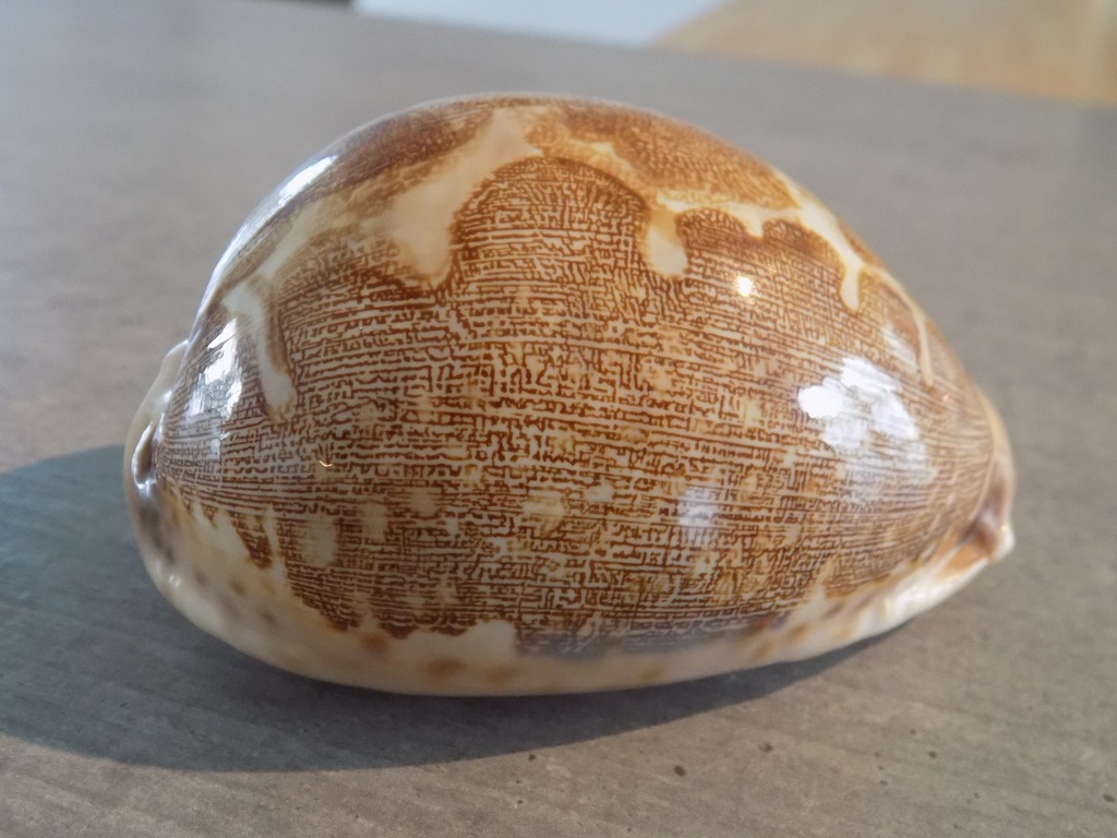 CYPRAEA LEPORICYPRAEA MAPPA MAPPA XL