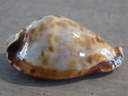 CYPRAEA ZOILA FRIENDII FRIENDII