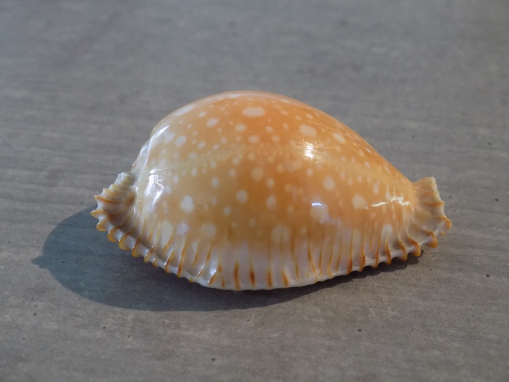 CYPRAEA PERISSEROSA GUTTATA