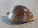 CYPRAEA TRONA STERCORARIA