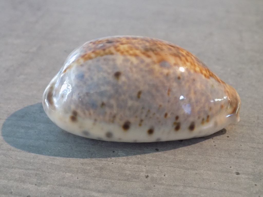 CYPRAEA LYNCINA LYNX LYNX XL