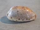 CYPRAEA LYNCINA LYNX LYNX XL