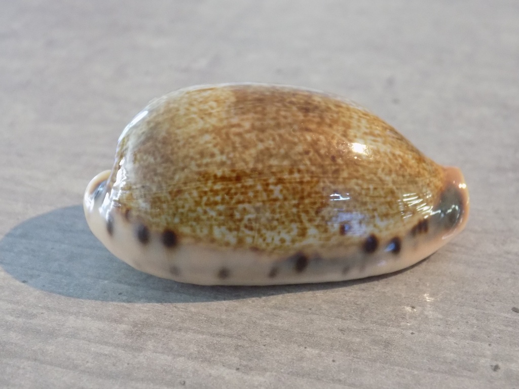 CYPRAEA ERON.CAURICA ELONGATA