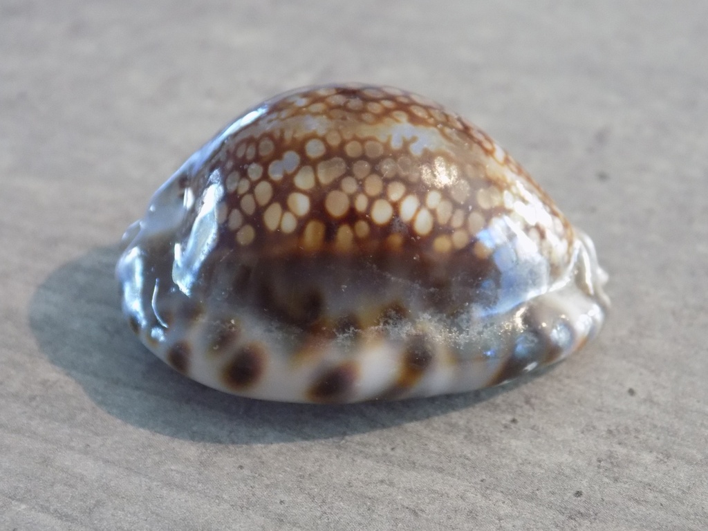 CYPRAEA MAURITIA DEPRESSA