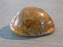 CYPRAEA M.ARABICA f.RUSTY