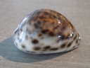 CYPRAEA TIGRIS  F.NAINE