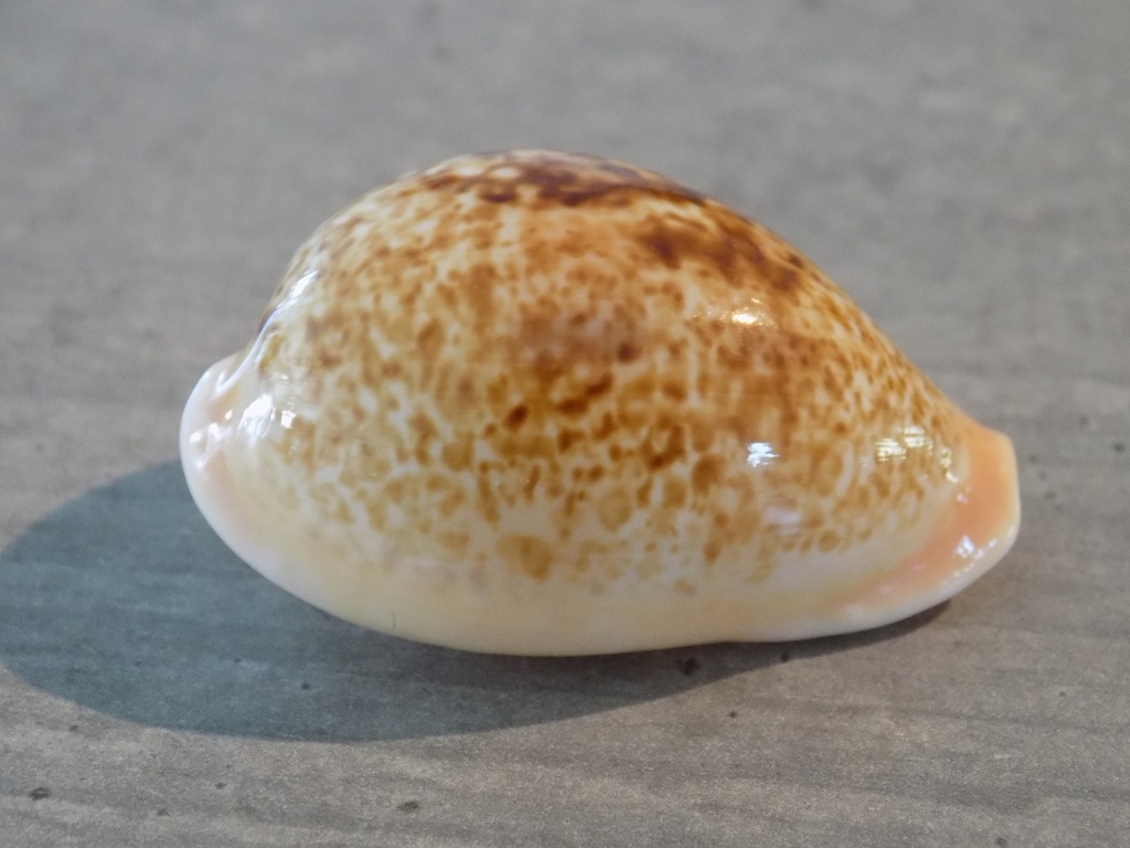 CYPRAEA SCHILDERIA INOPINATA ACHATIDAE