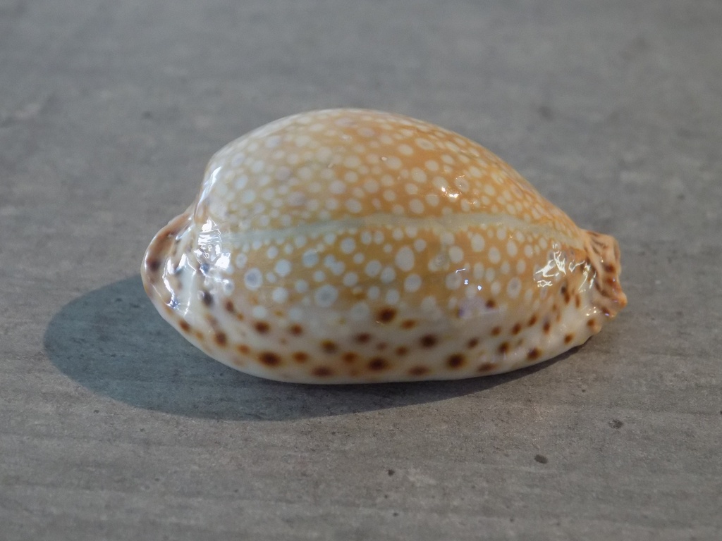 CYPRAEA NARIA LAMARCKII