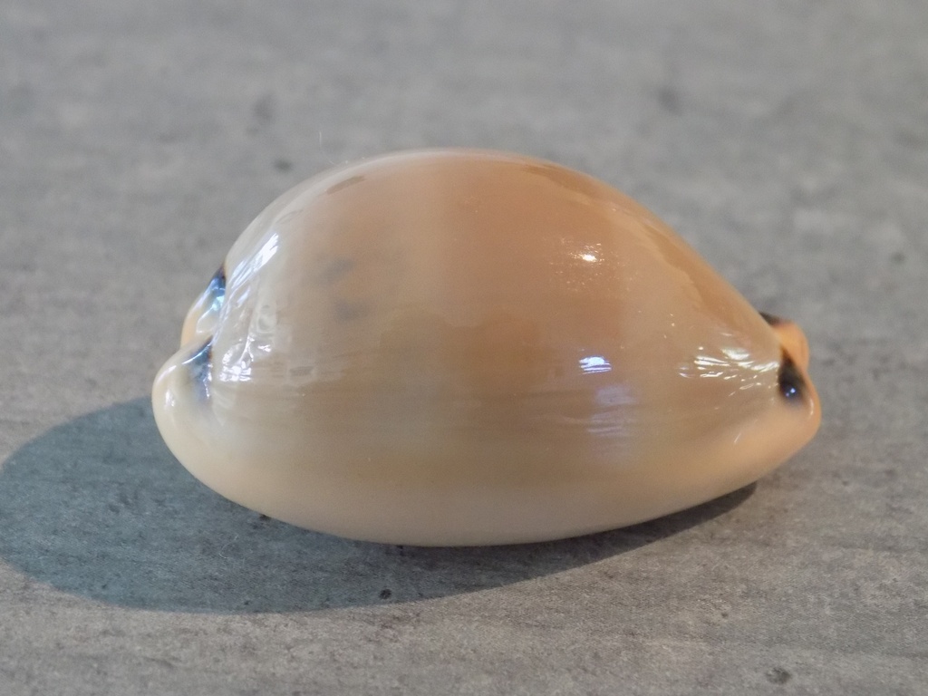 CYPRAEA LURIA LURIDA PULCHROIDES