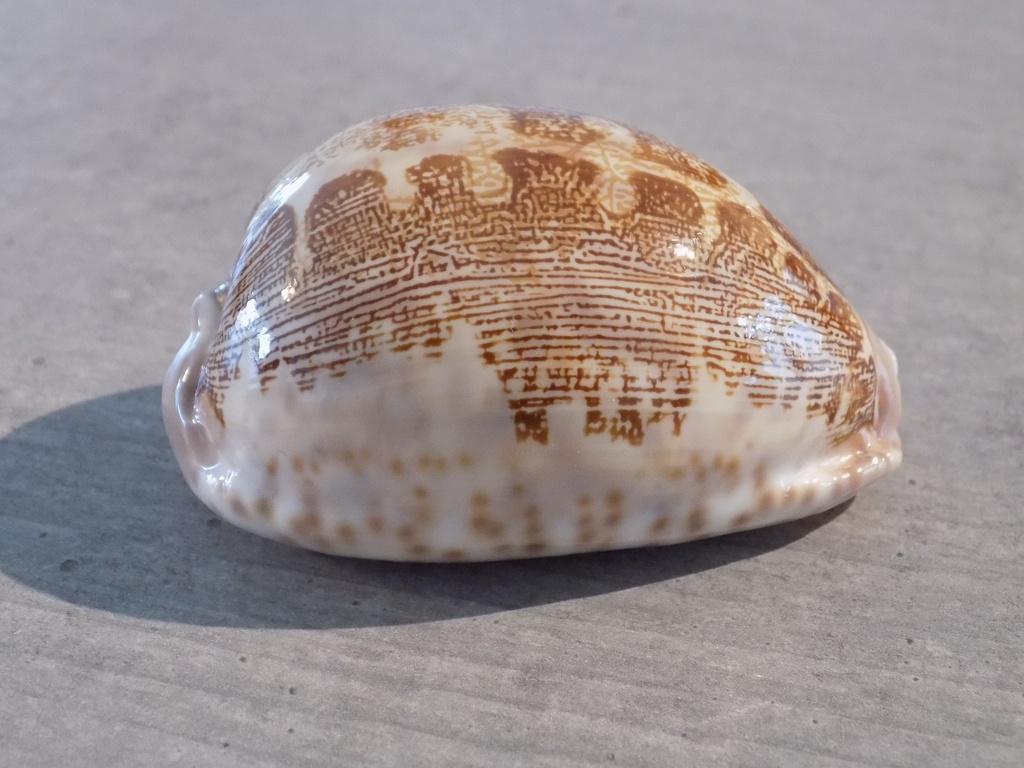 CYPRAEA LEPORICYPRAEA MAPPA ROSAE 