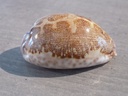 CYPRAEA LEPORICYPRAEA MAPPA ROSEA 